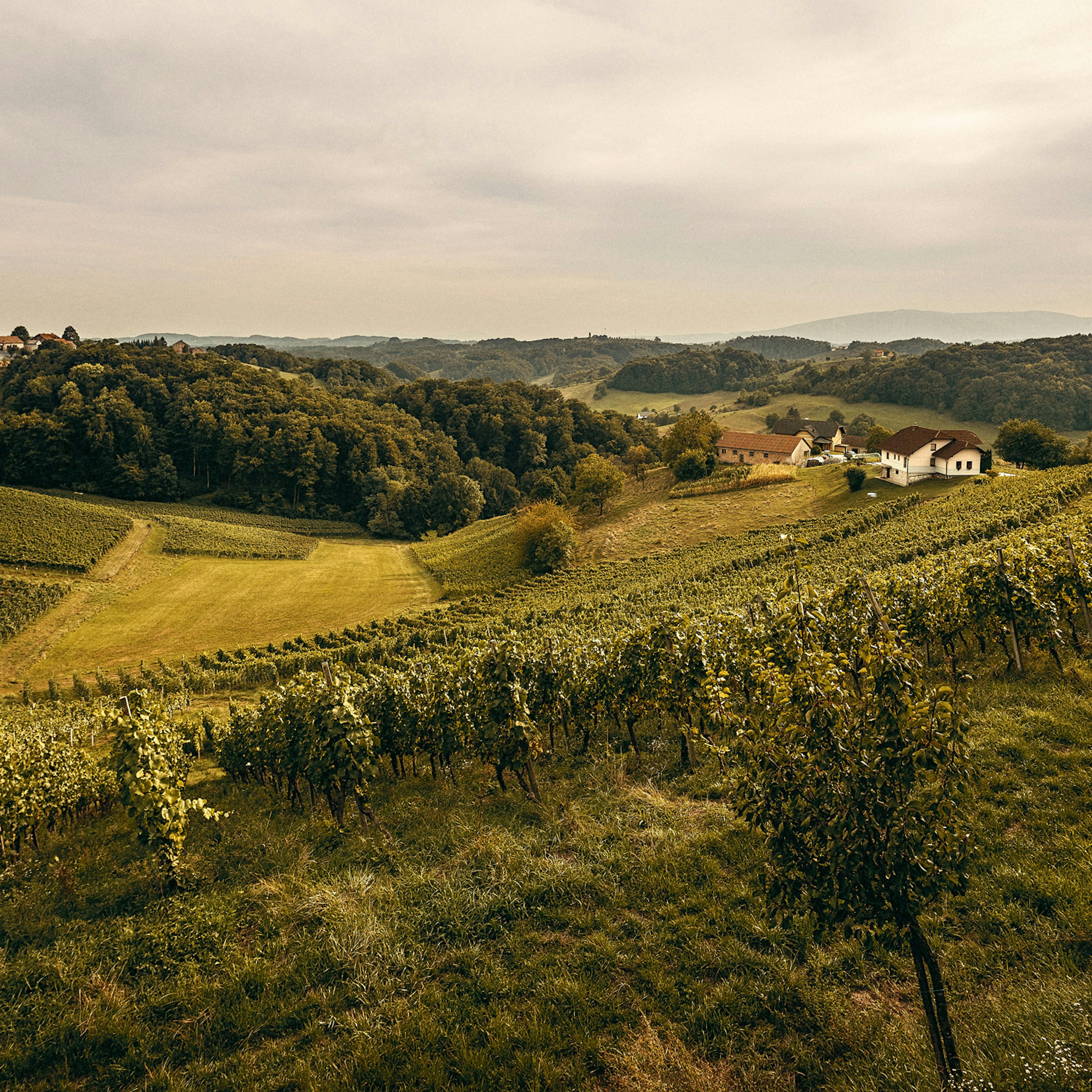 Slovenske gorice